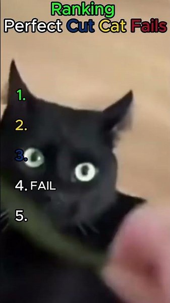 Top 5 Perfectly Cut Cats 😹 (Wait for #1!)