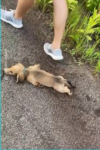 These Are The Laziest Dogs In The World | Animals Studio