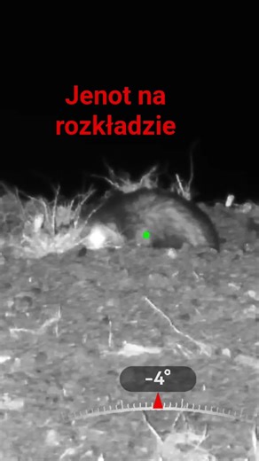 Przyczajony jenot😅 #deer #hunting #hikmicro #wildboar #wildernessseason #wildlife #fotopułapka