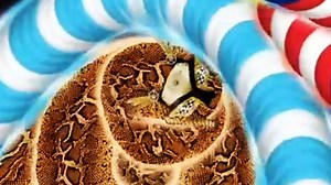 Boa Eating Chickens | FSG C-3 PH