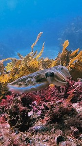 😱 Cephalopod Dive 22 Sep ✨ $25 Educational Dive Series - dive & learn about our cephalopods (octopus, cuttlefish, squid) 🐙 — 🧠 Think scuba diving is just something you do on a tropical holiday? 🤿 Diving is a year-round activity that opens up a whole new world right here in Sydney. 👭 Whether you’re exploring local dive sites, joining weekend trips, or getting involved in our community events, scuba diving is a lifestyle that goes way beyond the occasional vacation. 🌍 🦈 From sharks and cutt