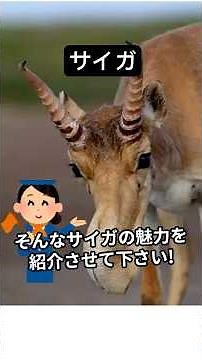 サイガ紹介動画 #動物 #animals