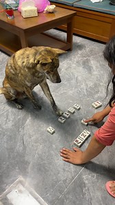 This dogs is really smart. | Amazing World