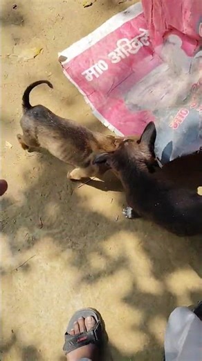 #dogs #tending #funny video like comnet subscribe🙏🙏👍👍