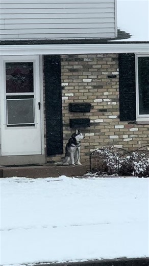 Meet Maximus: The Brave Gladiator Dog of Wisconsin