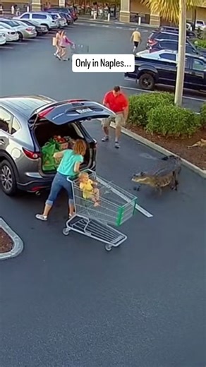 A quiet grocery run in Naples, Florida turned into a heart-stopping wildlife moment in seconds. A full-size alligator rushes across a plaza parking lot while a family unloads groceries, baby in the shopping cart, SUVs lined under palm trees, everyday Southwest Florida life colliding with the wild. This is Collier County reality where suburban streets, shopping centers, and natural habitat overlap and Florida wildlife can appear anywhere. From Naples neighborhoods to Gulf Coast plazas, alligators