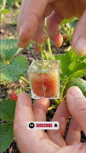 This Strawberry Mold Trick Actually Works 🍓 #diy