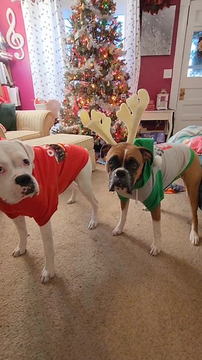 9K views · 1.1K reactions | Merry Christmas from Lady and Boreas!! #boxerdog #christmasdog | Its a Boxer Dog Life | Facebook