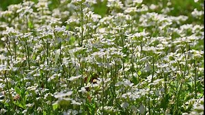 Beautiful small white flowers of Arabis caucasica. Spring bloom. Floral background. garden arabis, mountain rock cress, Caucasian rockcress. Stock Video