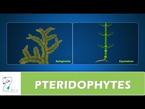 PTERIDOPHYTES