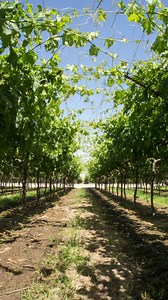 14 reactions | Here's what a California table grape vineyard looks like during pollination! Immediately after blooming, the pollen sacs open and release pollen, and pollination occurs. Discover more about the annual California table grape cycle at https://bit.ly/3atHvg3. | Grapes From California | Facebook