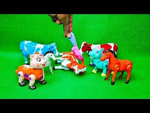 WADIDAU‼️PROSES POTONG SAPI | PROSES MELAHIRKAN CESAR SAPI & DOMBA |Sapi Cow Videos |‪@wadidau77‬