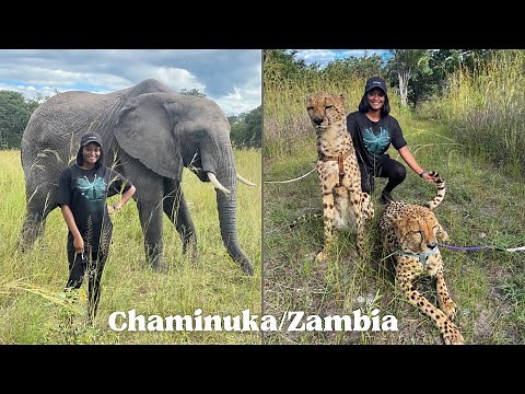 Experience the CHEETAH WALK in Zambia,Lusaka🇿🇲🇿🇲. A hidden Gem of Africa
