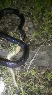 Boiruna sertaneja predando Cascavel | Shorts | Biólogo Henrique