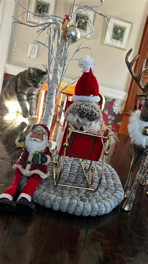 just trying to take a nice picture #fyp | photo