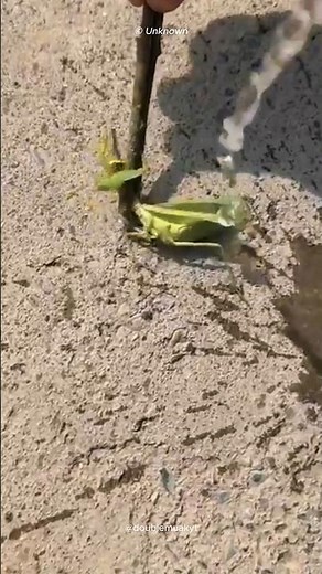 Saving a Mantis From a Hair Worm 🪱