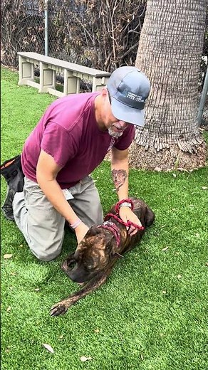 NEW A5724120 Montague | Pitbull / Boxer Mix