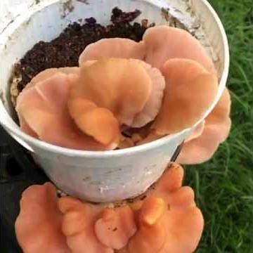Rosenseitling im Blumentopf Pilze züchten wachsen lassen Pilzbrut Pulzsubstrat Kaffeesatz Pilzpaket