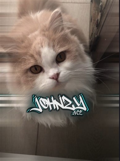 Alight Motion Coloring Tutorial and Preset Guide