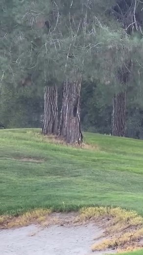 Bobcat Chasing Squirrel Around Tree Squirrels can run at speeds of 13-19 km/h (8-12 mph) on the ground and reach up to 32 km/h (20 mph) while maneuvering through trees, demonstrating their impressive agility and speed. #bobcat #squirrel #wildlife #animals #nature #rawrszn | Exploring Planet