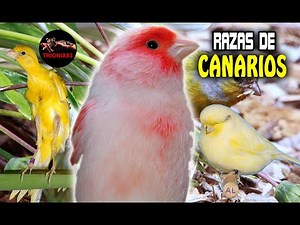 RAZAS DE CANARIOS QUE EXISTEN (Conoce los Canarios de Canto y los Canarios de color)
