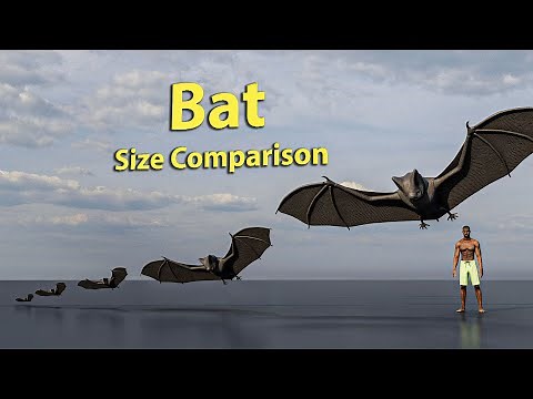 Bat Size Comparsion | 3D Animation