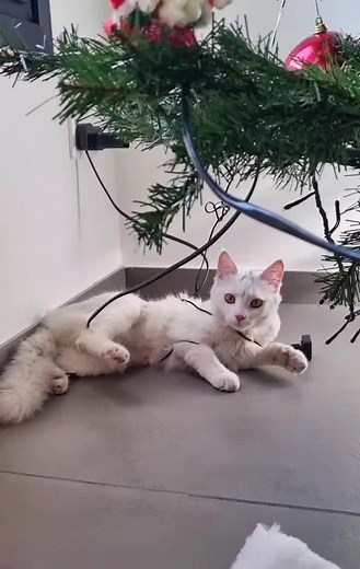 Princess Kitty (@princesskitty20228)’s videos with original sound - thurayanur