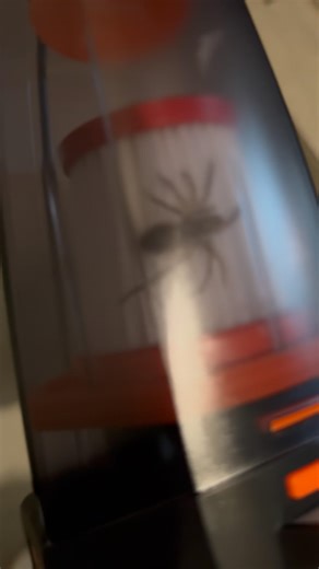 I Vacuumed A Giant Spider.