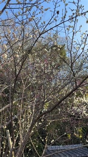 湯島猫部 on Instagram: "⛩️ 島の中腹にある諏訪神社では、東京湯島天満宮から寄贈された梅の花が今年も綺麗に咲いています。🌸 湯島猫応援🚩ニャマゾン欲しいものリストはこちら📦🐈‍⬛🐈💕 https://www.amazon.jp/hz/wishlist/ls/WQW80KV8SLUR?ref_=wl_share (プロフィールから飛べます) #ゆず #猫 #cat #湯島猫部"