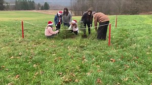 Plant-your-own Christmas tree farm opens in Boston, NY