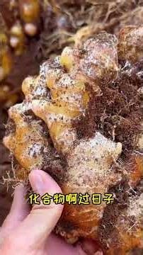 什么样的菌，能让作物凭空长出 “第二套根系” #AM菌 #菌根真菌 #生根壮苗