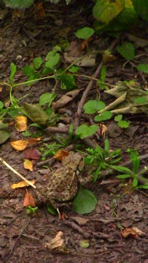 Spotting a Toad in the Wild ✨