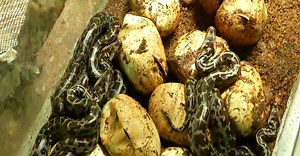 22 പെരുമ്പാമ്പിൻ കുഞ്ഞുങ്ങൾ; വില്ലൻമാരാകില്ലെന്ന പ്രതീക്ഷയിൽ വനംവകുപ്പ്