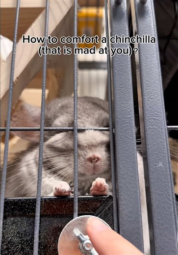 Today’s lesson: comfort does not equal forgiveness. I followed all the steps. He followed his principles. #petbehavior #funnyanimals #fy #chinchillas #petcaretips