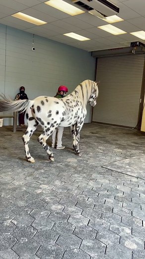 Entering the breeding shed to ‘clean out the pipes’. Nitro goes 0-100 real quick! #breedingseason2021 #breedingseason #horsebreeding #stallion #horse