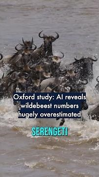 Oxford study: AI reveals wildebeest numbers hugely overestimated