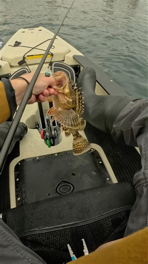 Scorpion Fish is my first Kayak Fish!🎣 #kayakfishing #bassfishing #surffishing #hobiekayak #fishing