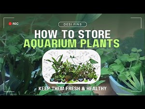 How To Store Aquarium Plants | Keep Them Fresh & Healthy!
