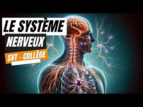 Le système nerveux - SVT Collège