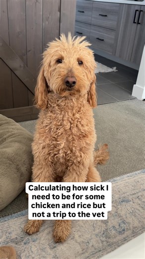 Relatable Golden Doodle Moments
