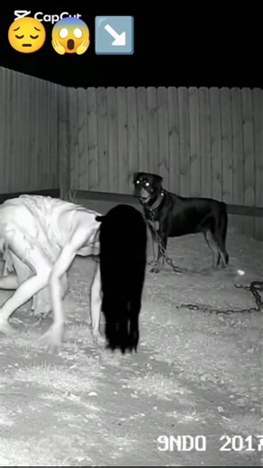 My Pet Seeing Ghost🥺😩😱😱 #scary #mypet #ghost #mypetcat #horror