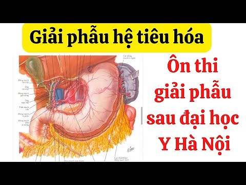 Giải phẫu hệ tiêu hóa. Ôn thi giải phẫu sau đại học Y Hà Nội.