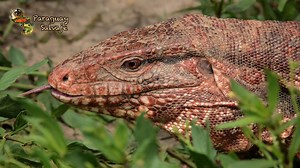 Un símbolo del Chaco! Teju guasu pytã / iguana colorada Nombre científico: Salvator rufescens Distribución: Chaco seco | Paraguay Salvaje