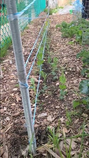 this is how I trellis my peas this year