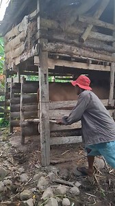Semoga aman tidak loncat (sapi dara) 😊#inseminator #fyp | Aries Shang Khalifah