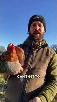 How to pick up a chicken 🐓 #chickens #farmlife #chickenfarming #smallholding #farming