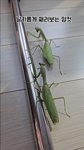 붉은긴가슴넓적배사마귀 짝짓기 교미시도 #insects