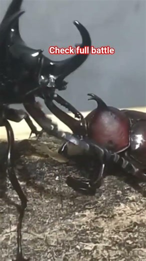 Chiron vs Kabutomushi #insects insects Pokemon battle beetle #pokemon #kabuto #vs exotic #虫 #digimon