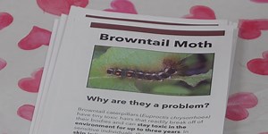 Recognizing and removing Browntail Moth nests