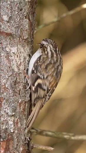 Would you name the bird?